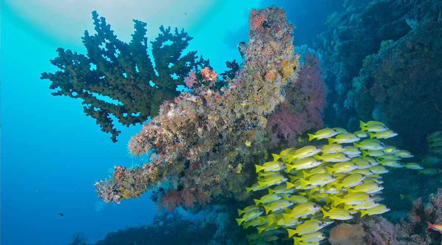 Adaaran Select Hudhuranfushi - Dive Point
