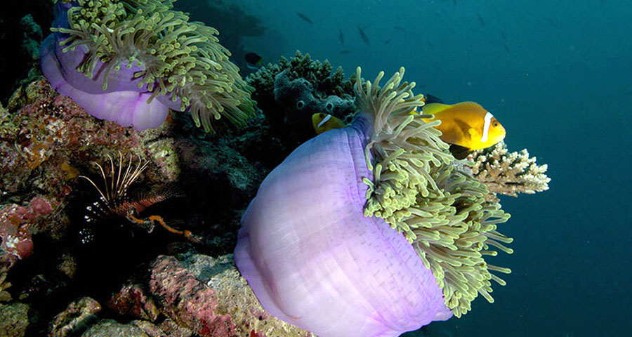 Fushifaru Maldives - BELOW THE WATERLINE