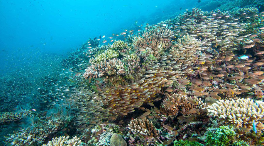 Hurawalhi Island Resort - Marine Biology Center