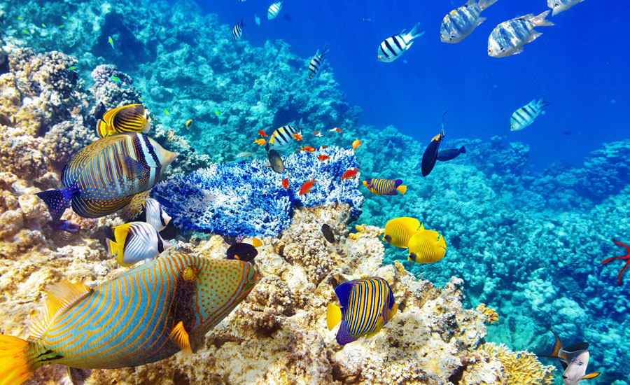 Maldives Diving Experience