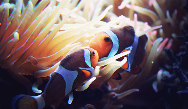 Velassaru Maldives - Marine Centre